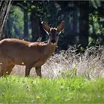 Domaine De L'escuderia Πανσιόν Parentis-en-Born