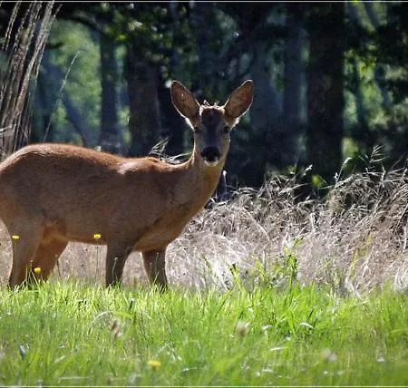 Domaine De L'escuderia Gasthof Parentis-en-Born